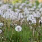 giornata diocesana del creato – Pastorale Sociale giornata diocesana del creato – Pastorale Sociale