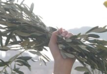 Nota Pastorale “Educare a una pace disarmata e disarmante” — Arcidiocesi Bari-Bitonto Nota Pastorale “Educare a una pace disarmata e disarmante” — Arcidiocesi Bari-Bitonto